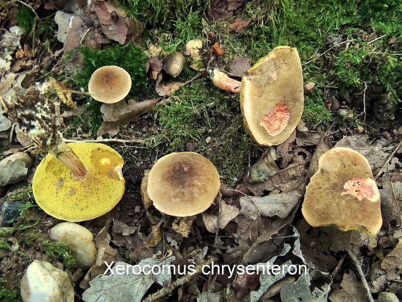 Xerocomellus chrysenteron-amf277.jpg - Xerocomellus chrysenteron ; Syn1: Xerocomus chrysenteron ; Syn2: Boletus chrysenteron ; Nom français: Bolet à chair jaune